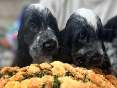 Two beautiful Cocker Spaniel puppies in Mayo