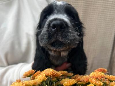 Two beautiful Cocker Spaniel puppies in Mayo