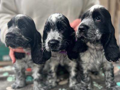 Two beautiful Cocker Spaniel puppies in Mayo