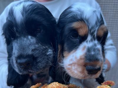 Two beautiful Cocker Spaniel puppies in Mayo