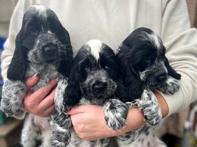 Two beautiful Cocker Spaniel puppies in Mayo