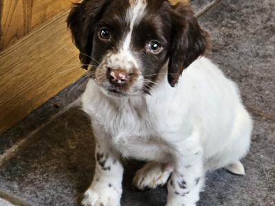 IKC Registered(pending) Springer Spaniel puppies with serious pedigree in Wexford