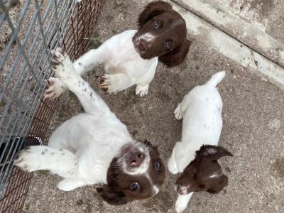 IKC Registered Springer Spaniel puppies for sale in Kerry