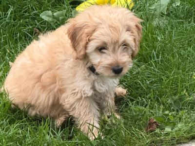 Cockapoo puppies in Leitrim
