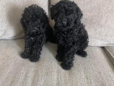 Cockapoo puppies in Leitrim