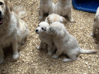 Purebred IKC Registered Golden Retriever puppies in Tipperary