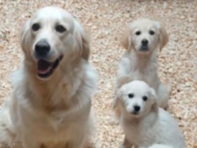 Purebred IKC Registered Golden Retriever puppies in Tipperary