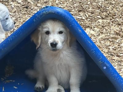 Purebred IKC Registered Golden Retriever puppies in Tipperary