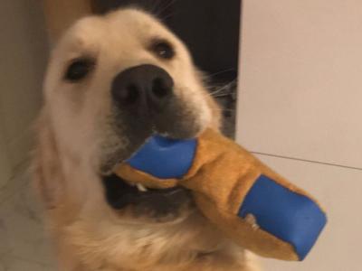 Purebred IKC Registered Golden Retriever puppies in Tipperary