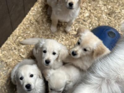 Purebred IKC Registered Golden Retriever puppies in Tipperary