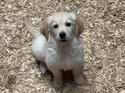 Purebred IKC Registered Golden Retriever puppies in Tipperary