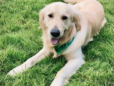 Purebred IKC Registered Golden Retriever puppies in Tipperary