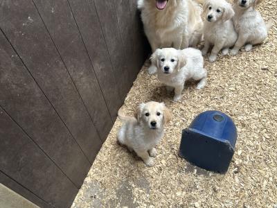 Purebred IKC Registered Golden Retriever puppies in Tipperary