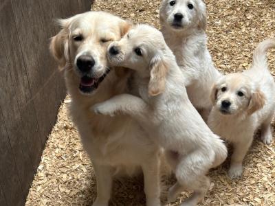 Purebred IKC Registered Golden Retriever puppies in Tipperary