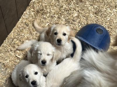 Purebred IKC Registered Golden Retriever puppies in Tipperary