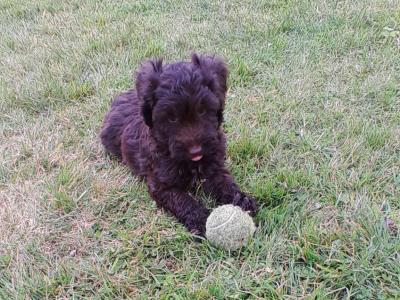 Chocolate Cockapoo puppies0872995135 WhatsApp for video