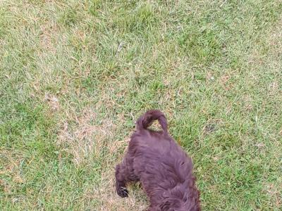 Chocolate Cockapoo puppies0872995135 WhatsApp for video