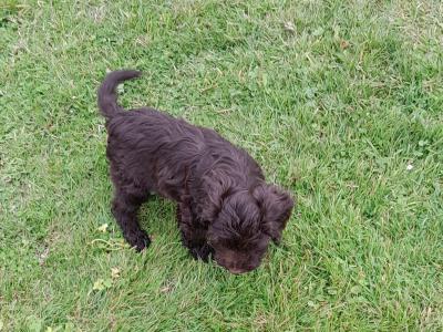 Chocolate Cockapoo puppies0872995135 WhatsApp for video