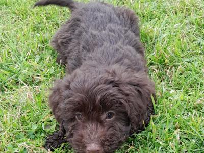Chocolate Cockapoo puppies0872995135 WhatsApp for video