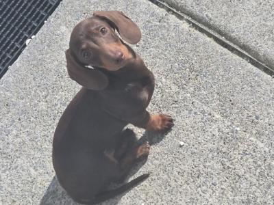 Beautiful female miniature Dachshund puppy  🐶