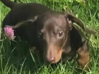 Beautiful female miniature Dachshund puppy  🐶