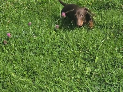 Beautiful female miniature Dachshund puppy  🐶