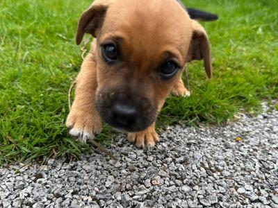 Jack Russell puppies in Westmeath