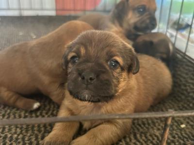 Jack Russell puppies in Westmeath