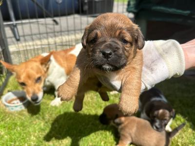 Jack Russell puppies in Westmeath