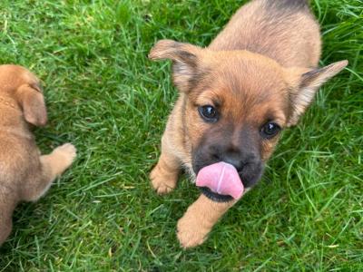 Jack Russell puppies in Westmeath