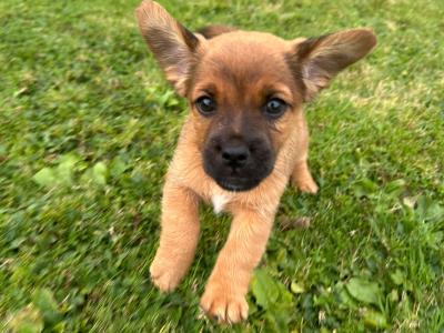Jack Russell puppies in Westmeath