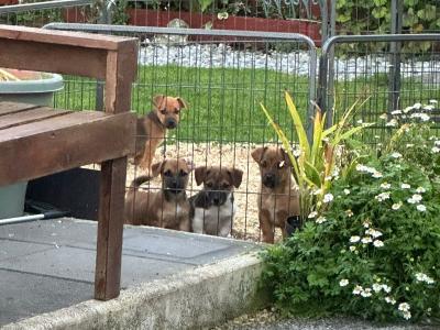 Jack Russell puppies in Westmeath