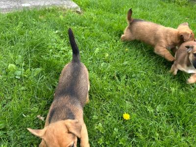 Jack Russell puppies in Westmeath
