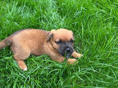 Jack Russell puppies in Westmeath
