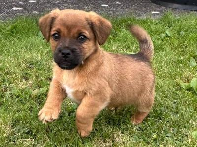 Jack Russell puppies in Westmeath