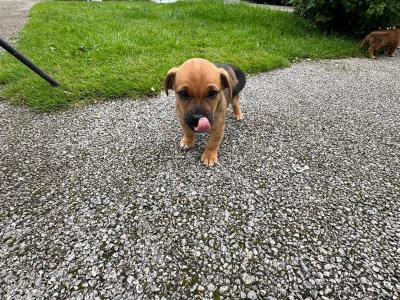 Jack Russell puppies in Westmeath