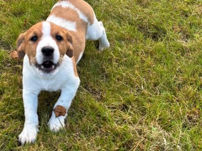 Traditional Jack Russell puppies for sale in Waterford