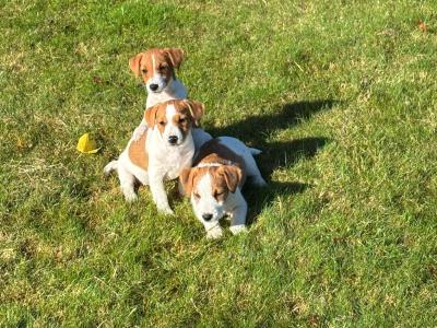 Traditional Jack Russell puppies for sale in Waterford