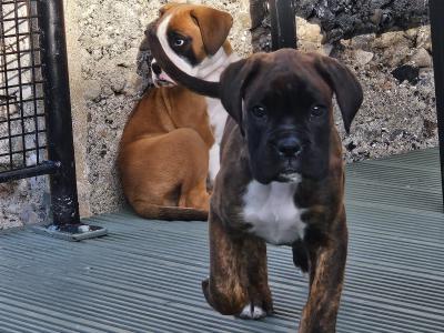 IKC Registered Boxer puppies for sale in Tipperary - females