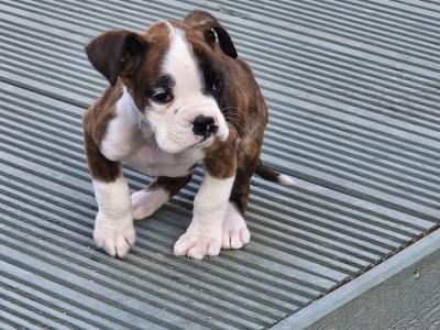 IKC Registered Boxer puppies for sale in Tipperary - females