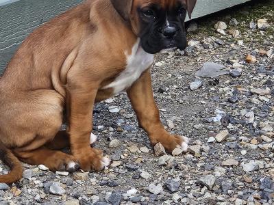 IKC Registered Boxer puppies for sale in Tipperary - females