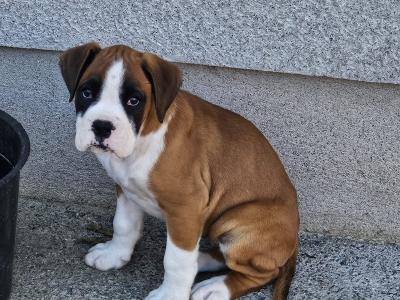 IKC Registered Boxer puppies for sale in Tipperary - females
