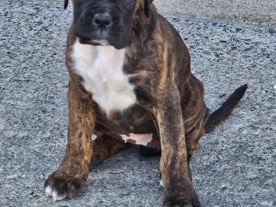 IKC Registered Boxer puppies for sale in Tipperary - females