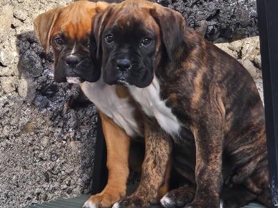 IKC Registered Boxer puppies for sale in Tipperary - females