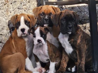 IKC Registered Boxer puppies for sale in Tipperary - females