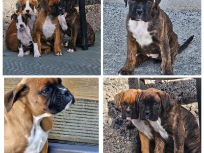 IKC Registered Boxer puppies for sale in Tipperary - females