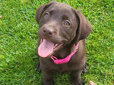 Chocolate Labrador puppies in Wexford