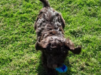 Chocolate Cockapoo puppies0872995135 WhatsApp for video
