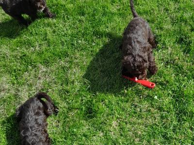 Chocolate Cockapoo puppies0872995135 WhatsApp for video