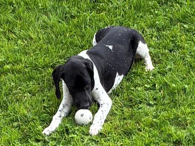Male English Pointer, IKC Registered in Tipperary